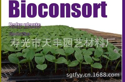 西班牙bioconsort椰糠  栽培基质 